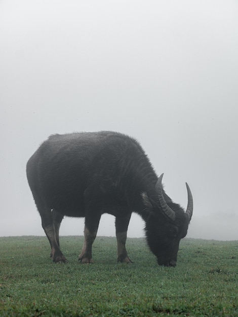 Photo un taureau mangeant de l'herbe sur une prairie brumeuse