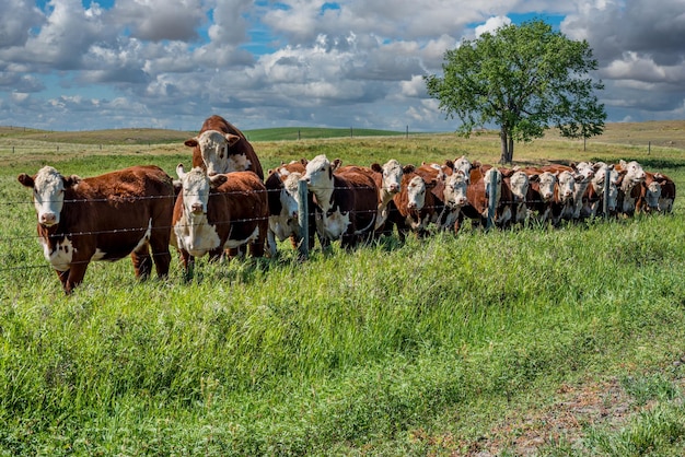 Un taureau monté sur une vache l'imprégnant dans un pâturage de la Saskatchewan