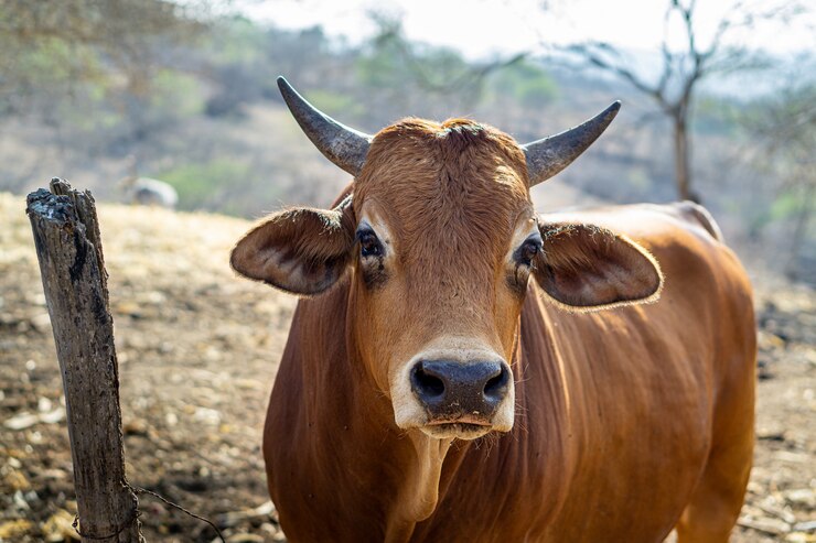 Taureau