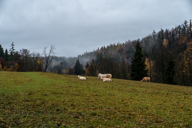 Taureaux sur un pâturage vert à l'automne.