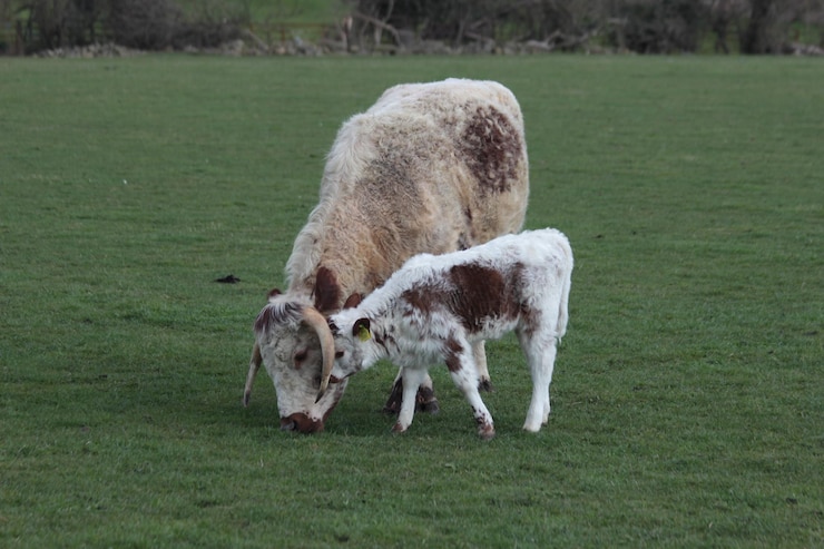 Photo des taureaux qui paissent sur le champ