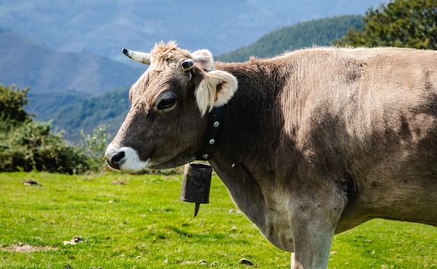 Taureaux et vaches vivant en liberté dans les montagnes