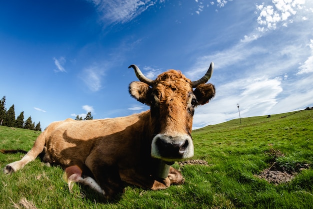 Taureaux et vaches vivant en liberté à la montagne