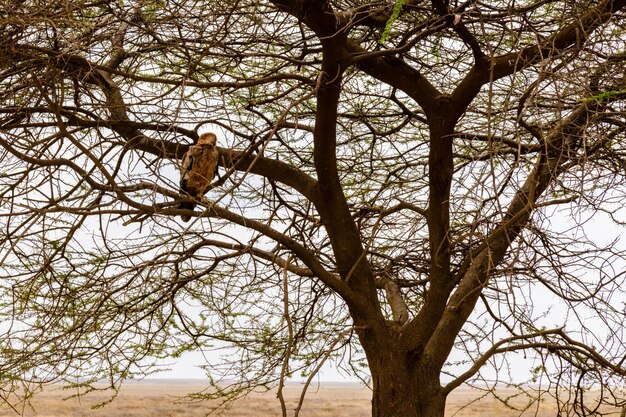 Tawny Eagle Aquila rapax sur une branche d'arbre au parc national du Serengeti en Tanzanie