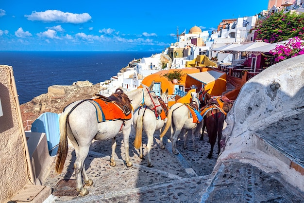 Taxis à cheval dans une rue étroite du village d'Oia avec ses célèbres maisons blanches et ses moulins à vent sur l'île de Santorin Mer Égée Grèce
