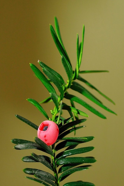 Taxus baccata l'if commun ou l'if noir est une espèce du genre taxus