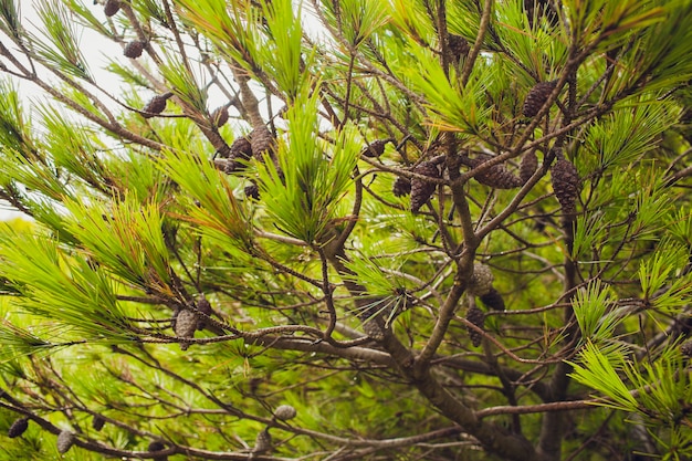 Été dans une pinède, nature à proximité.