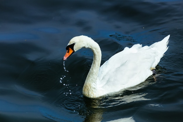 Été de l'eau du lac des cygnes