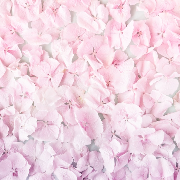 Été floraison délicate pastel rose fleurs pétales
