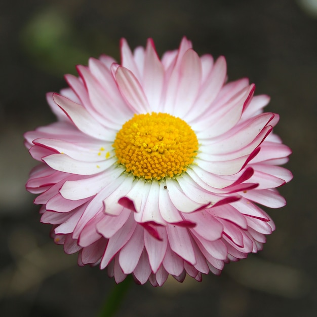 Été jardin de fleurs