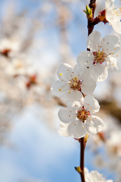 Été magnifique arbre à fleurs sur le ciel bleu