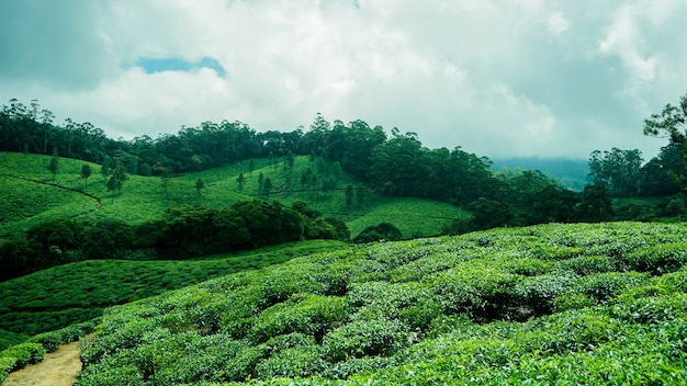 Tea Estate en journée ensoleillée