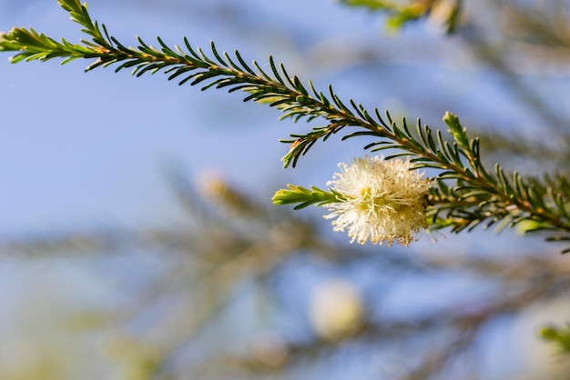 TeaTree Narrowleaved Paperbark fleur moelleuse sur une branche d'arbre