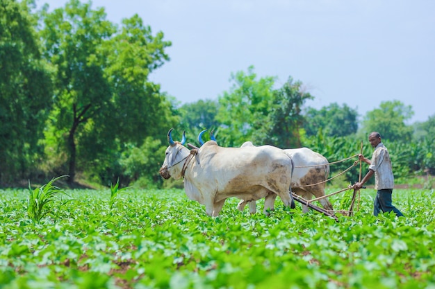 Technique agricole indienne