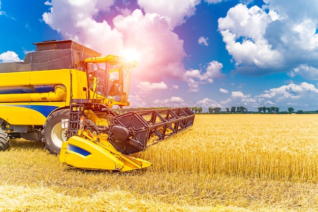 Techniques agricoles lourdes dans le champ Récolte de blé sec Ciel bleu au-dessus