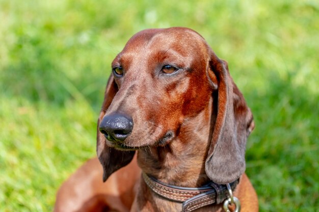 Teckel Chien Brun Gros Plan Sur Un Fond D'herbe