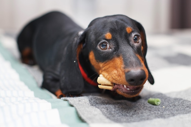 teckel chien avec une collation savoureuse séchée dans les dents friandises pour chiens pour se brosser les dents