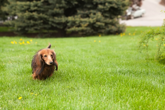 Teckel chien courant sur l'herbe. Animal de compagnie heureux dans la nature. Ambiance d'été.