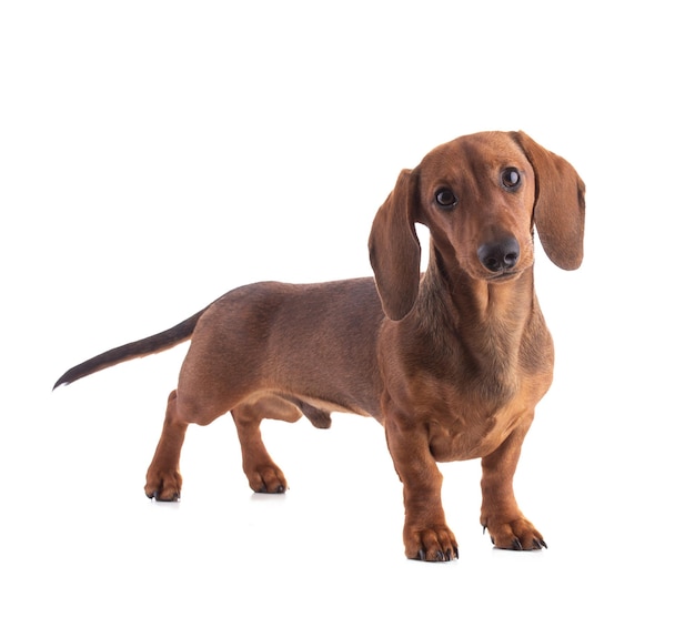 Teckel, chien de saucisse, regardant droit devant et isolé sur fond blanc