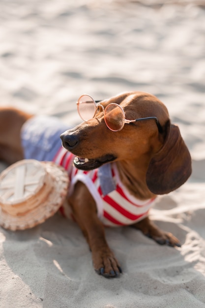 Teckel nain dans une combinaison de chien rayé des lunettes de soleil et un chapeau de paille est en train de bronzer sur une plage de sable