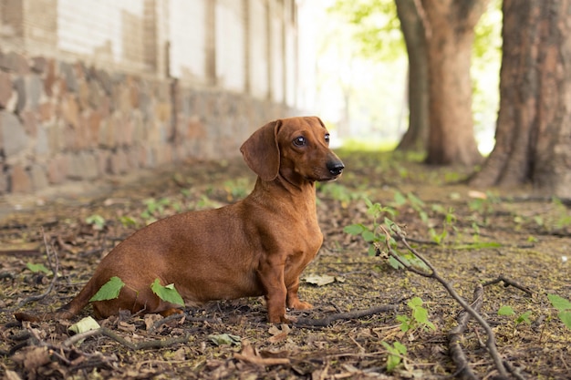 Teckel de race chien est assis sur le sol près de la maison