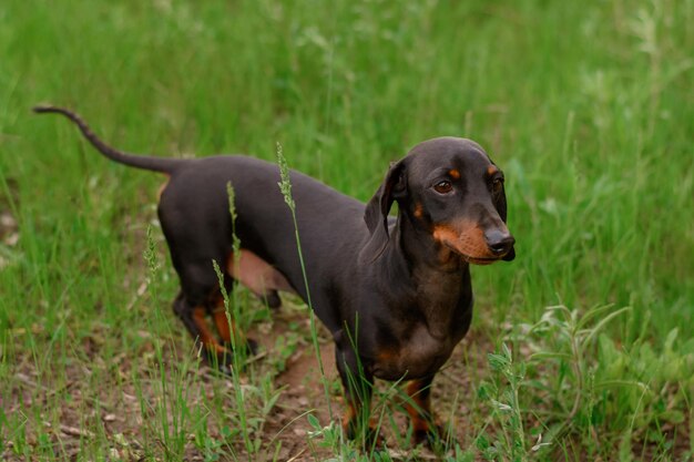 Teckel de race de petit chien