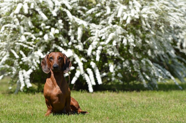 Teckel rouge dans le parc