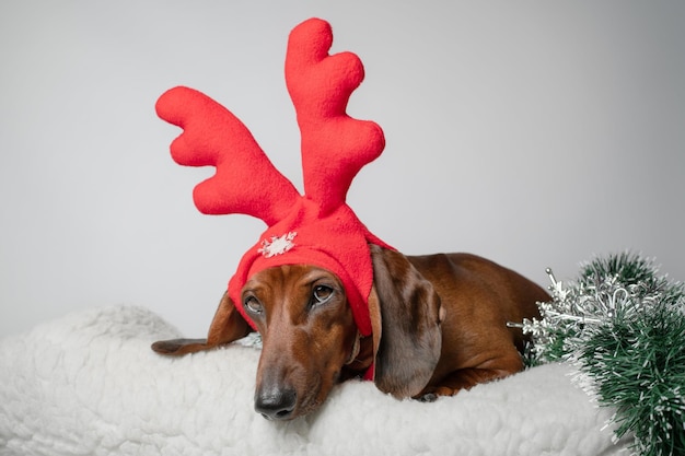 Teckel rouge déguisé en renne pour Noël