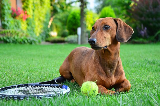 Le teckel rouge se trouve sur l'herbe avec une boule