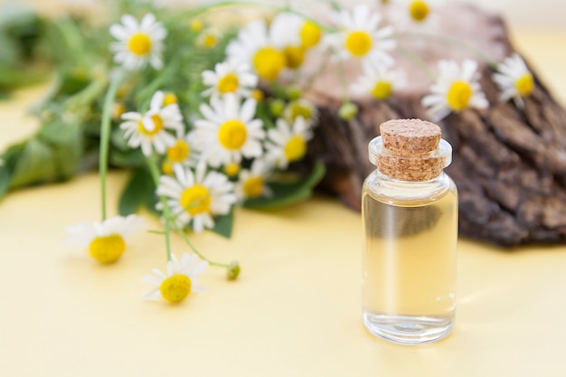 Photo teinture ou essence de fleurs de camomille