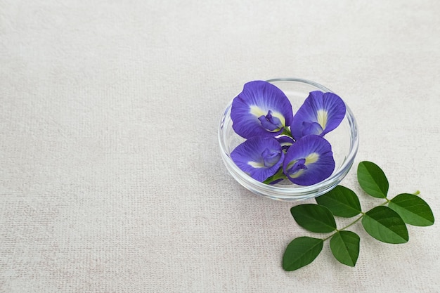 Telang flower bunga Telang Clitoria ternatea est une vigne que l'on trouve généralement dans les jardins ou la forêt