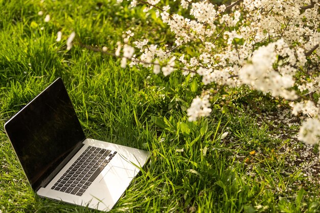 télétravail sous les cerisiers en fleurs