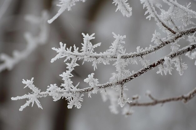 Tempête de neige glaciale fractales