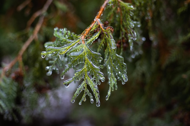 Tempête de neige hivernale à Lviv Ukraine Les glaçons se forment à partir de la pluie verglaçante Scène d'hiver Catastrophe naturelle