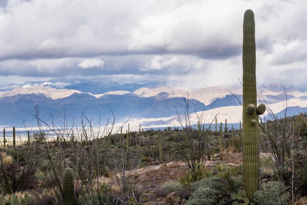 Tempête par le parc national de Saguaro Tucson