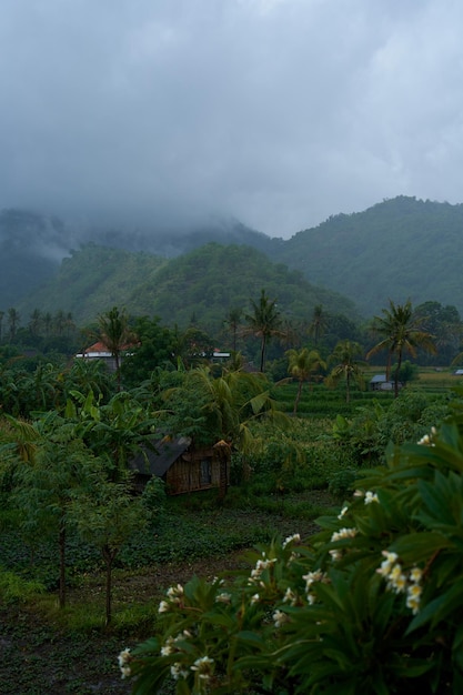 Une tempête tropicale dans une rizière avec des montagnes en cascade et des palmiers