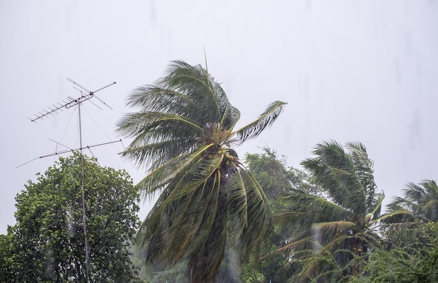 Tempête de vent de rafale pleuvant avec la noix de coco et l'inclinaison soufflée par poteau d'antenne