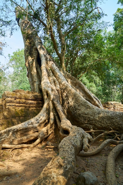 Temple d&#39;Angkor Wat et arbres