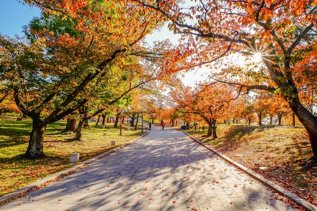 Temple de Bulguksa en automne