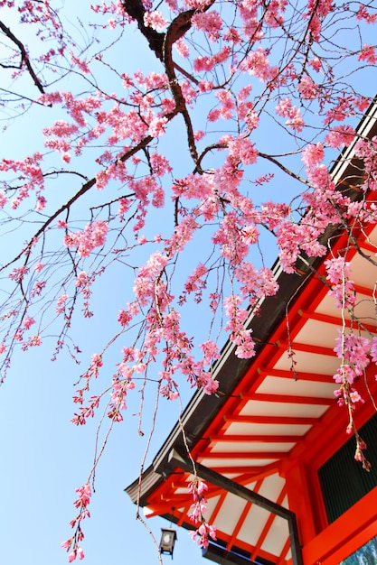 Temple japonais et sakura