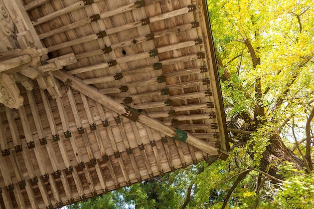 Temple japonais traditionnel et arbre