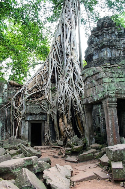 Temple Ta Prohm à Siem Reap