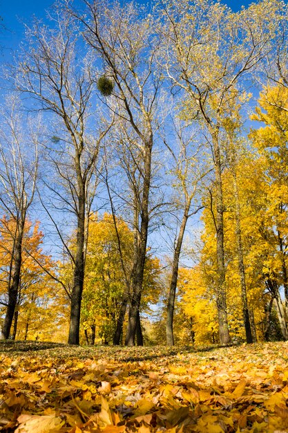 Temps d'automne dans le parc