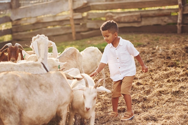 Temps chaud Mignon petit garçon afro-américain est à la ferme en été avec des chèvres