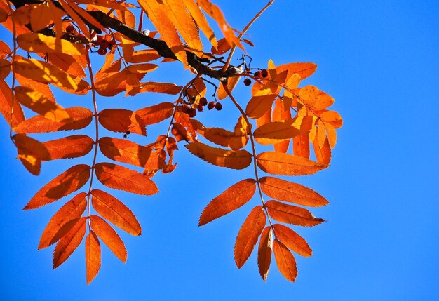 Temps de chute des feuilles