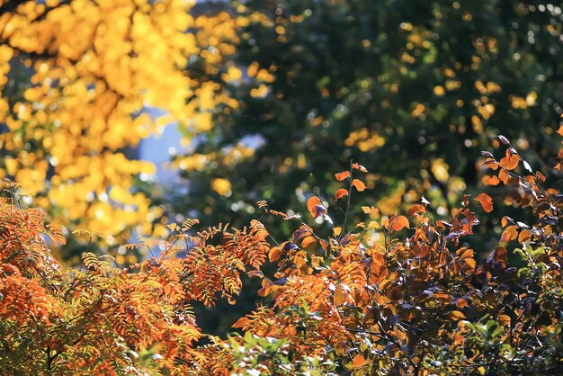 Temps ensoleillé dans le parc d'automne