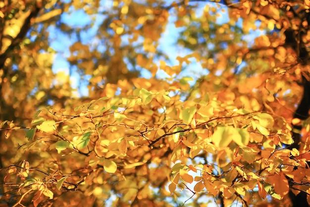 Temps ensoleillé dans le parc d'automne