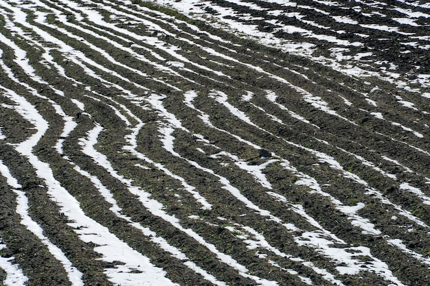 Le temps froid et les chutes de neige ont détruit la jeune récolte de blé Le champ semé de cultures agricoles était recouvert de neige et de glace La menace de la faim et des pénuries alimentaires