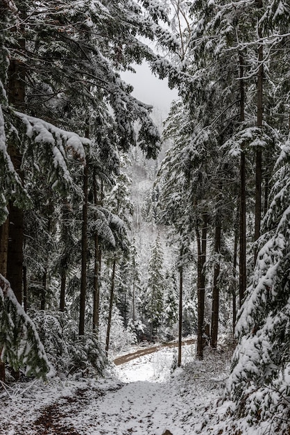 Temps de neige en montagne