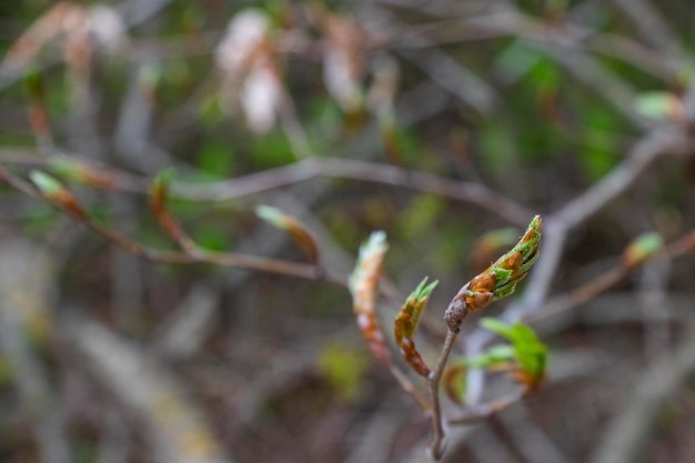 Temps de printemps dans la nature